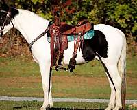 all-around-spotted-saddle-horse