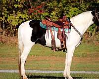 ability-spotted-saddle-horse