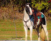 acre-spotted-saddle-horse