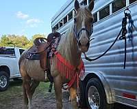 barrel-racing-quarter-horse