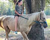 trail-quarter-horse