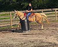 foxy-gelding