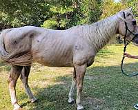 aqha-quarter-horse