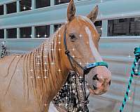 aqha-palomino-quarter-horse