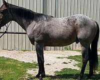 breeding-quarter-horse