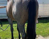 calf-roping-quarter-horse