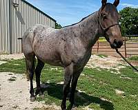 ranch-work-quarter-horse