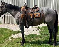 rodeo-quarter-horse