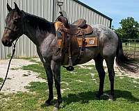 team-roping-quarter-horse