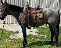 blue-roan-quarter-horse-stallion