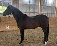 morgan-horse