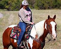 dressage-paint-horse