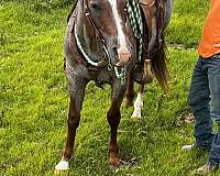 ranch-appaloosa-horse