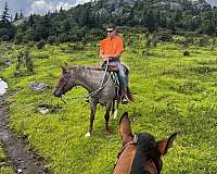 trail-riding-appaloosa-horse