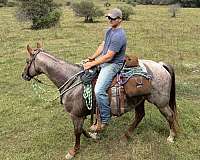 trained-appaloosa-horse