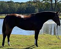 15-hand-quarter-horse-mare