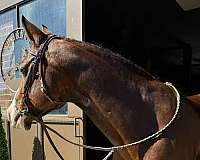 quarter-horse-for-sale