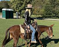 gaited-trail-horse