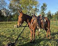 gaited-trail-mule