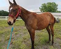 aqha-all-around-appendix-horse