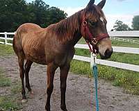 and-temperament-appendix-horse