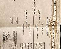 aqha-buckskin-appendix-horse