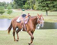 aqha-quarter-horse