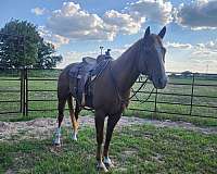 ranch-ranch-work-quarter-horse