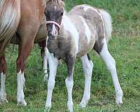 black-pony-filly-foal