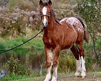 chocolate-color-miniature-horse