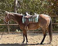 quarter-horse