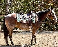 quarter-horse-for-sale