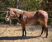 gelding