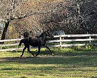 thoroughbred-horse-for-sale