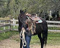 barrel-gelding