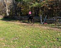 barrel-racing-gelding