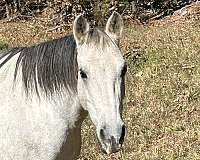 dappled-grey-with-black-legshoovesmanetail-horse