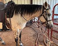 grey-dappled-with-black-legshoovesmanetail-horse