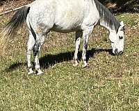 grey-athletic-ridden-western-horse