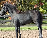 kings-percheron-horse