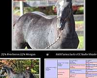 percheron-cross-morgan-horse