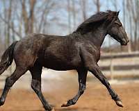 girl-percheron-horse