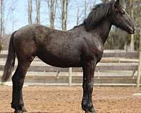 kings-percheron-horse