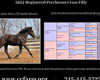 percheron-cross-morgan-horse