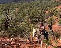 natural-horsemanship-training-welsh-pony