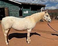 ridden-western-welsh-pony