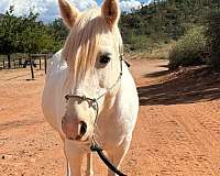 gymkhana-welsh-pony