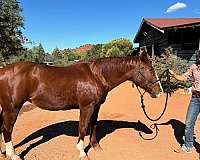 couple-quarab-horse