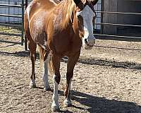 white-socks-horse