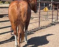 overo-apha-mare